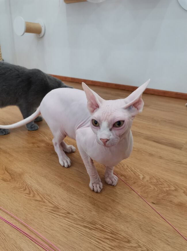 Little Paw Cafe Chiangrai <br /><br />プルート（勝手に名前つけてます（笑））