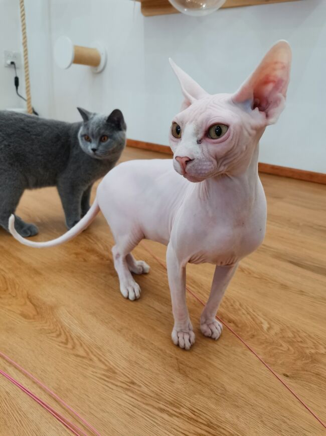 Little Paw Cafe Chiangrai <br /><br />スフィンクスって初めて触った。<br />なんとも言えない触感。<br />桃みたいに産毛がザワザワしてるのかなと思ってたけど、<br />めっちゃシルキー。<br />温かい雪見だいふくみたいな感じ。