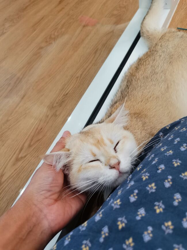 Little Paw Cafe Chiangrai <br /><br />ホシコかわいいなぁ。