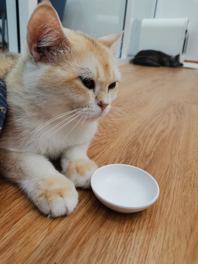 Little Paw Cafe Chiangrai <br /><br />ちゅーる待ち