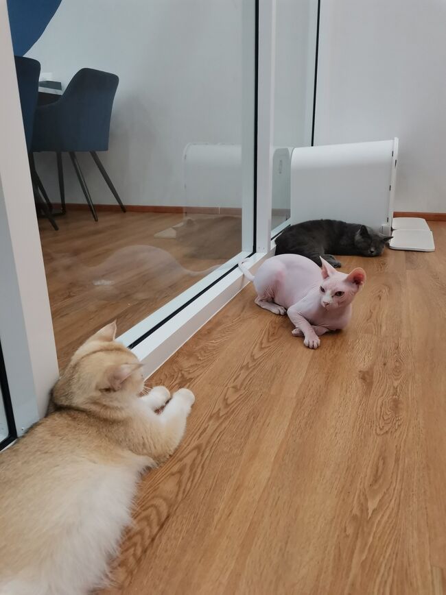 Little Paw Cafe Chiangrai <br /><br />プルートとホシコは仲があまりよろしくない（笑）