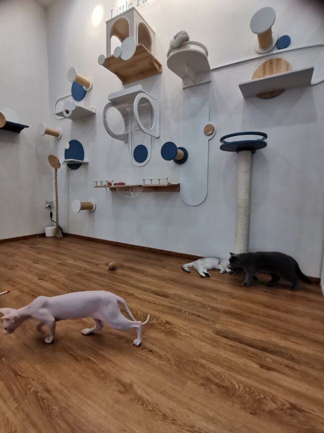 Little Paw Cafe Chiangrai 