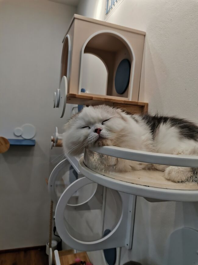 Little Paw Cafe Chiangrai <br /><br />つくし<br />ずーっとガン寝