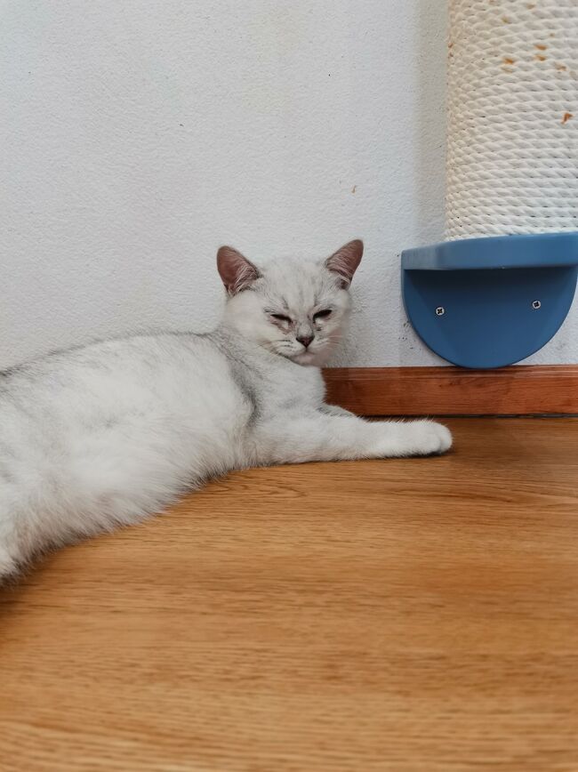 Little Paw Cafe Chiangrai <br /><br />カイダーオ（全部タイの俳優さんが飼っている猫の名前）