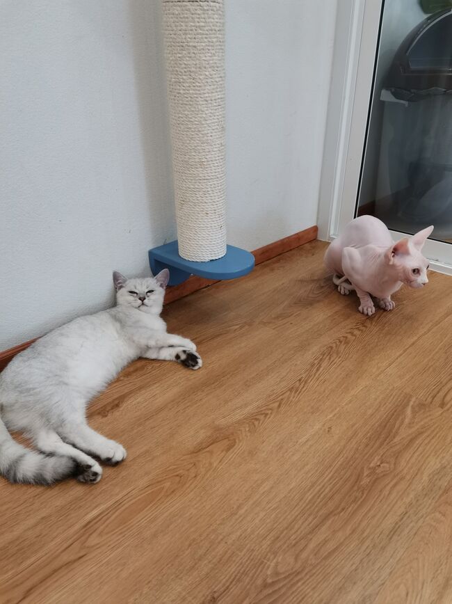 Little Paw Cafe Chiangrai <br /><br />ここはクリスの家