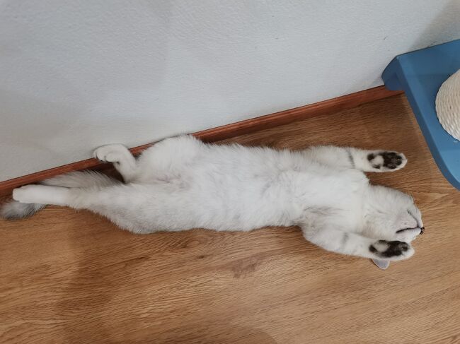 Little Paw Cafe Chiangrai <br /><br />のびのび～