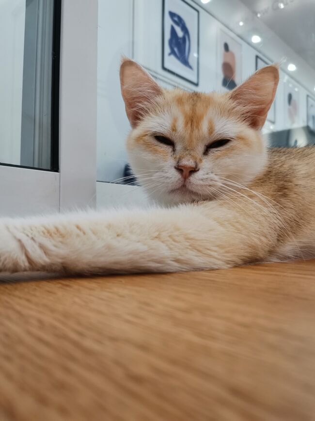 Little Paw Cafe Chiangrai <br /><br />約1時間1人で貸切できて、大満喫。