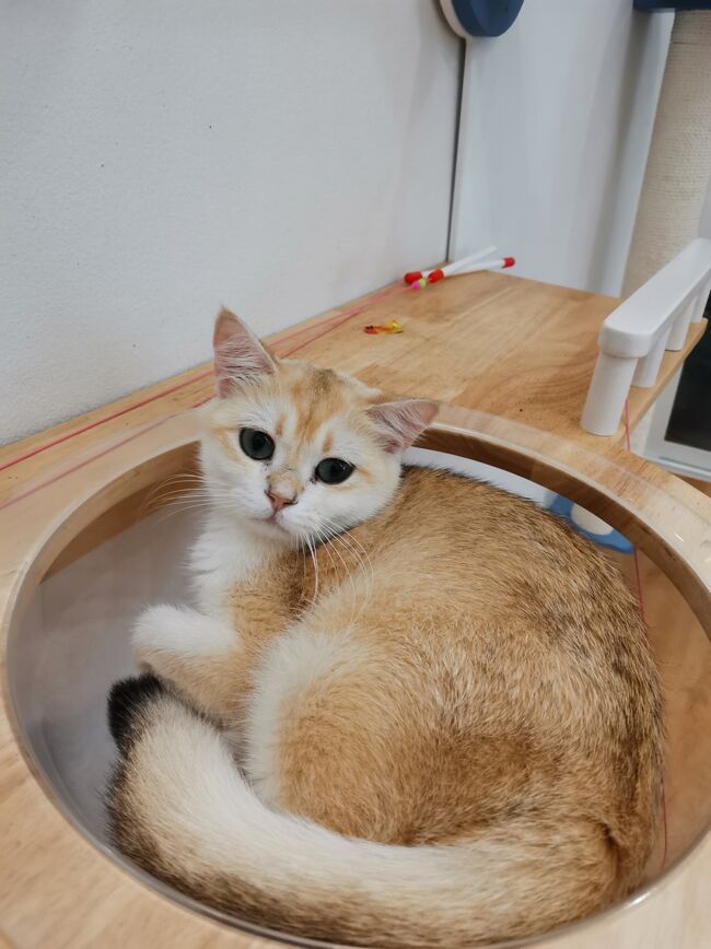 Little Paw Cafe Chiangrai 