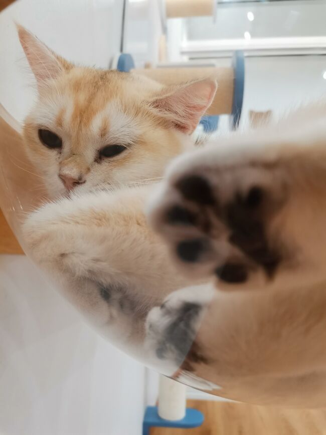 Little Paw Cafe Chiangrai <br /><br />肉球攻撃<br />参りました。