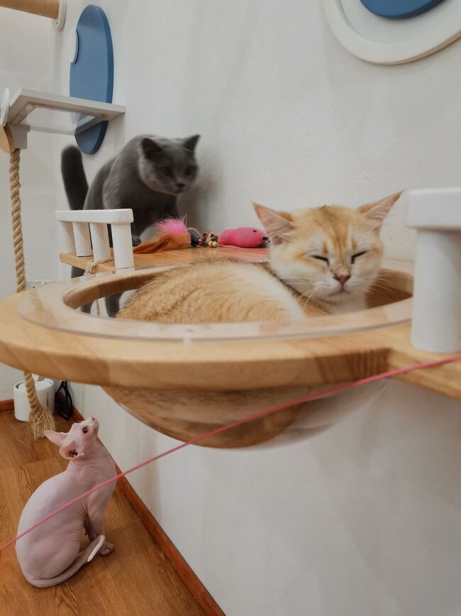 Little Paw Cafe Chiangrai <br /><br />それぞれがそれぞれを狙っている（笑）