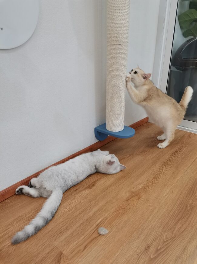 Little Paw Cafe Chiangrai 