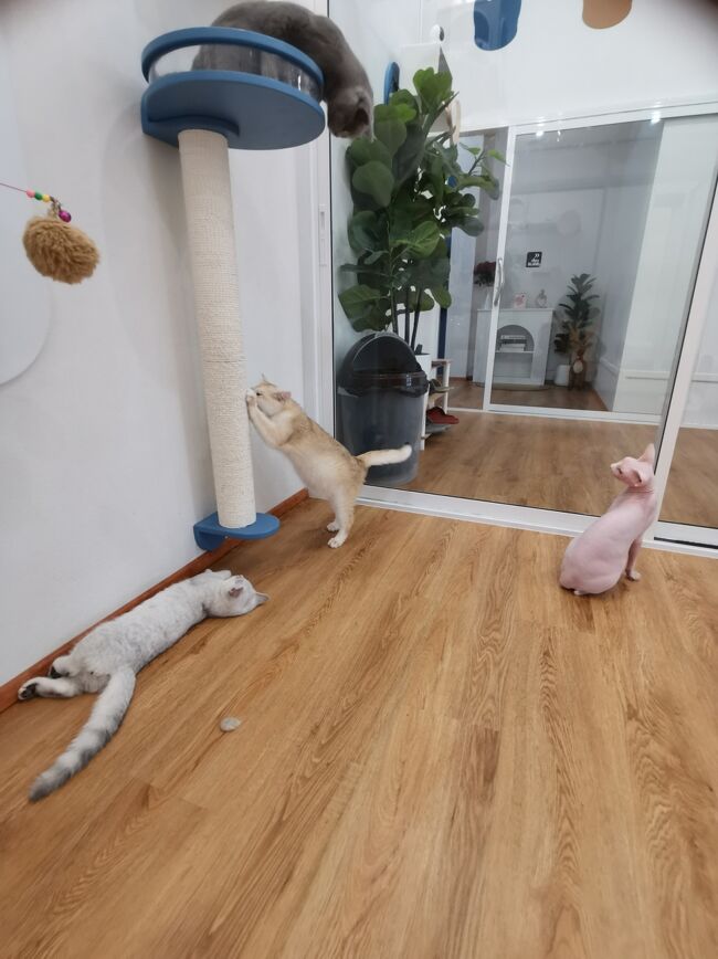 Little Paw Cafe Chiangrai <br /><br />カイダオとカイワーンとプルート<br />このネタわかるのマサラしかいないんじゃない（笑）