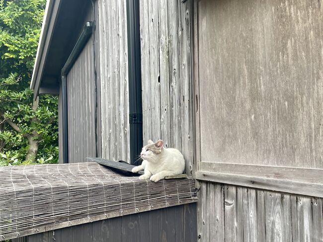 ひと通り映画村を見学し、お腹空いたな～っと<br />目ぼしいお食事処を探していたら、猫ちゃん、発見！<br />触れるかなっと触ってみたらこの後ネコパンチを受けました。<br />ごめんね、邪魔して。