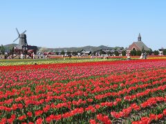 しかし昭和４１年にオランダ球根が世界市場で値下げされたため、日本からの輸出も困難となり、さらに花を楽しむような社会情勢ではなかったため、年々衰退していってしまった。