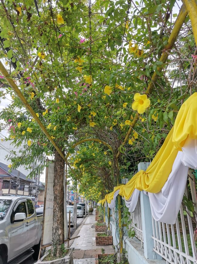 Red Cross blood donation chiangray <br />赤十字献血センター　チェンライ<br /><br />ご飯食べて、次は献血へ。