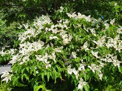 10時には湿性花園の入口に着きました。
ヤマボウシが沢山ありました。
白い花は　暑くなると涼しい気分になります