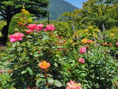 続いて強羅公園へ
バラは見頃は終わっていましたがまだ沢山咲いていました