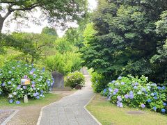 2023.6.16　金　AM8：24　智積院
https://chisan.or.jp/　　公式HP　P=無料100台
京都府京都市東山区東瓦町964番地　庭園300円　宝物館500円
境内は無料　　アジサイ　紅葉が見られます。