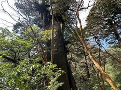 大王杉！
これもかなりでかい木です。
樹齢は3000年程度。紀元前生まれとかすごい。
太さも大きさもすごくて木の歴史の孵化さを感じる。
屋久杉が1000年以上だから相当長寿です。