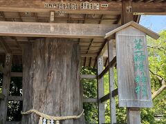 　2023年6月19日（月）旅行5日目の続き
　阿蘇神社。大きな杉の木