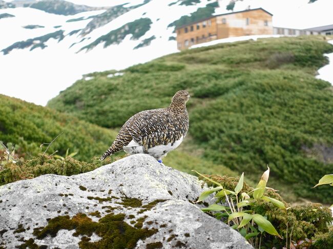 2023年6月立山黒部アルペンルート その3～雷鳥を探して…』立山黒部