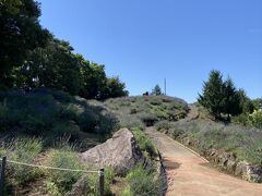 しらさぎ公園ラベンダー山へ移動。