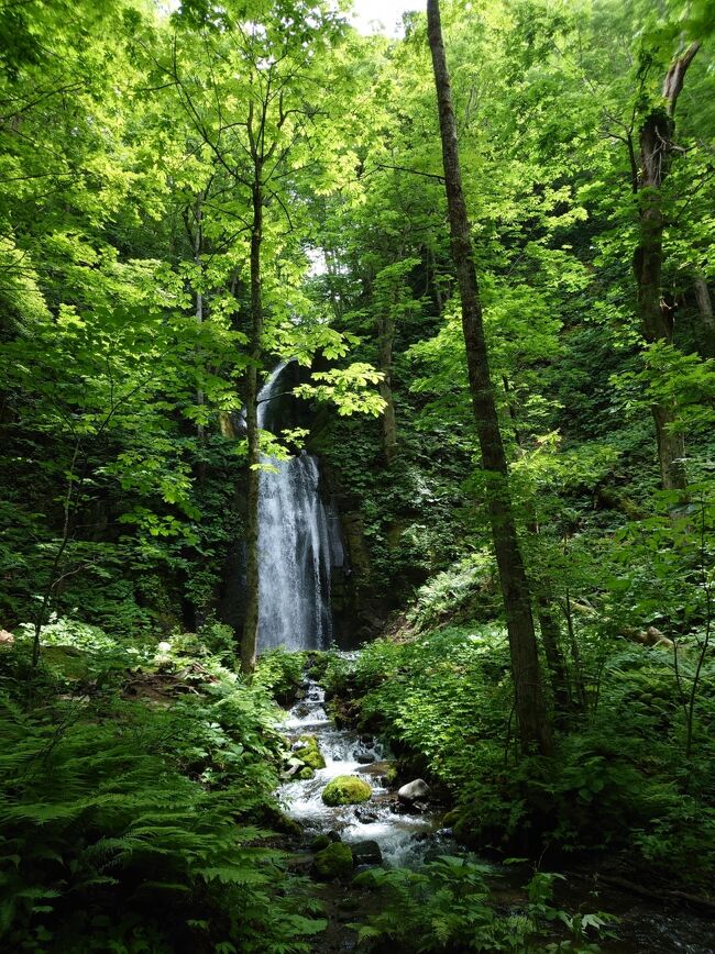 奥入瀬新緑 新緑の奥入瀬渓流（青森県 奥入瀬川）：東北の川風景 100景