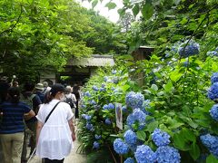 明月院

鎌倉「アジサイ三大名所」は、明月院、長谷寺、成就院だったが、今は成就院の紫陽花が無くなってしまった。