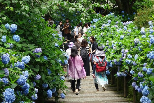 古都鎌倉 アジサイめぐり2023 明月院、浄智寺、鶴岡八幡宮 他