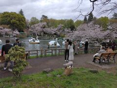 さて、東京に向かう帰り道に
寄り道です

井の頭公園でお花見です
公園のパーキングに車を入れて
池の周りを１周しました
大勢の人で賑わっていました
こちらの桜は少し散り気味です