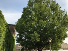 ホテルに戻る。
アイビースクエアの中庭に植えられたメタセコイアは樹高20m。