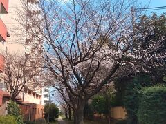 新寺小路緑地を歩く。ここは陽当たりが悪いせいなのか桜の開花状況は悪い。