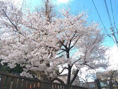 人酔いしそうだったので早々に榴岡公園から撤収。すぐ近くにある榴岡天満宮へ向かった。境内に咲く桜の木がお出迎え。