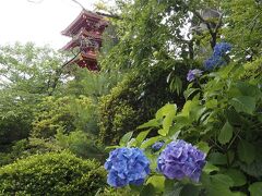 【高幡不動尊】
　寺社仏閣と一緒にアジサイの花が撮れる高幡不動尊。そろそろ見頃だろうかと思い高幡不動尊に行ってきました。あじさい祭りも始まっており賑わっていました。