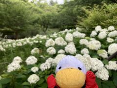 【昭和記念公園】
　東京都心の紫陽花が少し終わりに差し掛かってきましたが、立川あたりは都心より少し遅いので紫陽花を見に行きました。らんまんの牧野富太郎さんの展覧会も開かれ見てきました。