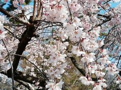 近衛邸の枝垂桜は見ごろ