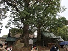 　本殿背後の「夫婦楠」。楠の巨木が多い天満宮の境内でもトップクラスの巨木だ