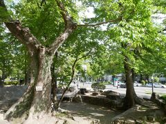 切り替えて平和公園に行ってみることに。
広島平和公園に続くこの平和大通りは被爆した木が今も残っている場所。