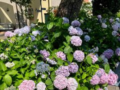 ６月１７日（土）１４：３０

本日は妹と一緒に。

花のみちの紫陽花は２週間前と比べてずいぶん咲き進んでいるようです。