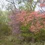 88歳の母を連れて新緑の那須へ。③那須平成の森に寄ってから東急HVC那須へ！！