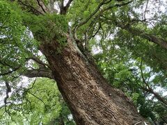 駅でロッカーに荷物を預けて、

徒歩で五所神社へ向かいます。