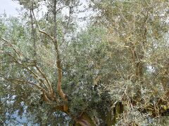 小豆島ではレンタカーを借りることにしました。

まず向かったのは、小豆島といえばオリーブということで、樹齢千年のオリーブの樹を見に行きました。

この樹は、スペインから贈られてきたものらしいです。
