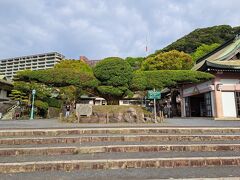 ホテルをチェックアウトして、「照國神社」へ
この神社は島津斉彬公が祭られています。
境内正面には、「斉鶴」と名付けられた大きな鳥が翼を広げた形のイヌマキの木があります。