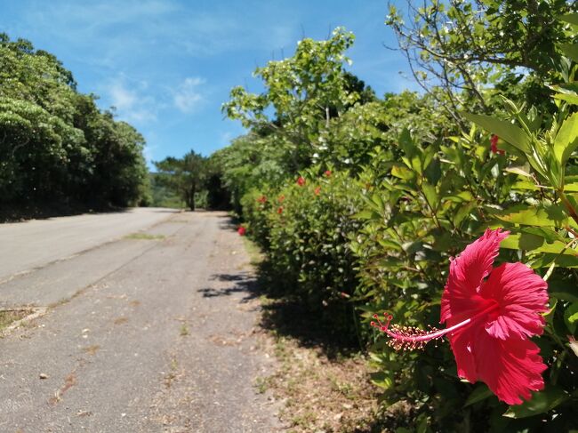 南国の花たちが癒してくれます。