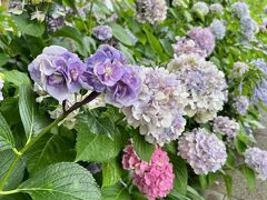 ７月１日（土）１５：１０

さて、本日も紫陽花を見ながら向かった大劇場ですが、