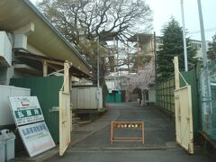 小田原競輪場の敷地内に満開の桜が見えました。
関係者しか敷地に入れなさそうな雰囲気だったので、遠くから見るだけにしました。