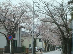 西海子小路（さいかちこうじ）です。桜並木ですが、そこそこ車も通るので、きれいな写真は撮りにくいです。