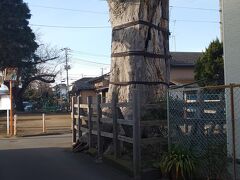 八幡神社の大欅。アスファルトを押している！