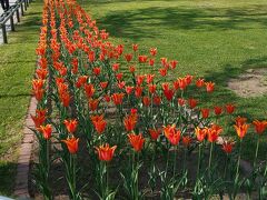 大通り公園は四季をたのしめる！チューリップがいろんな種類植えられていた。