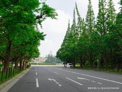 07:00　神宮外苑いちょう並木